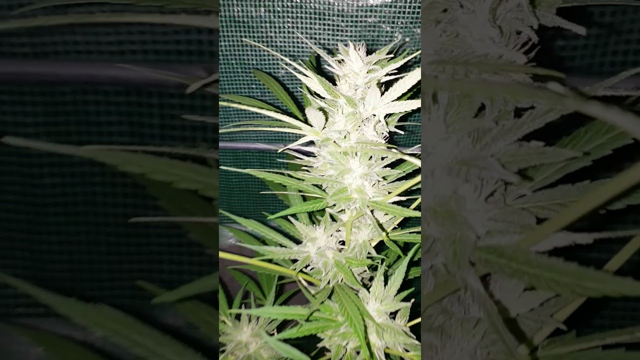 2019 🇬🇧 outdoor weed grow uk🇬🇧