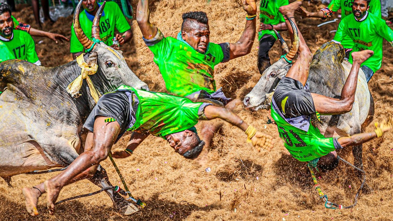 Kattikulam Jallikattu 2025 Videos 05 | கட்டிக்குளம் ஜல்லிக்கட்டு 2025 Videos 05