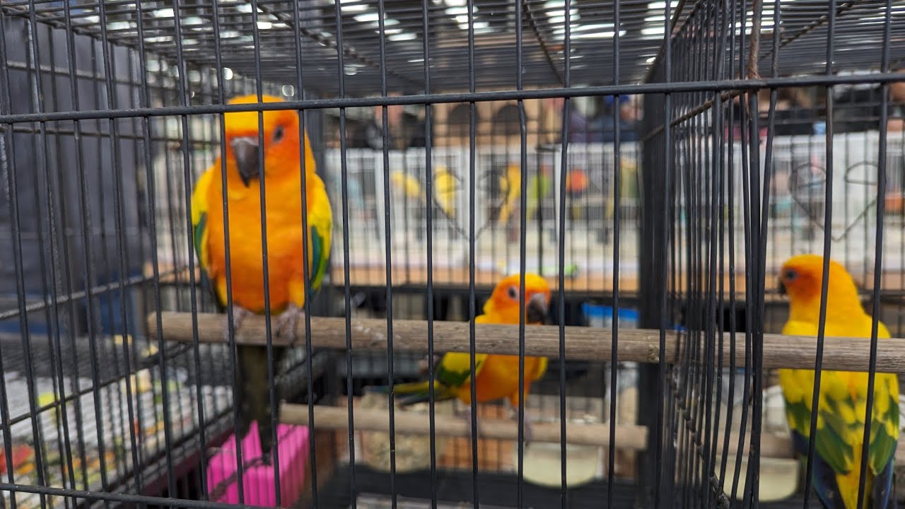 Trip to Sydney Annual Bird Sale 2023