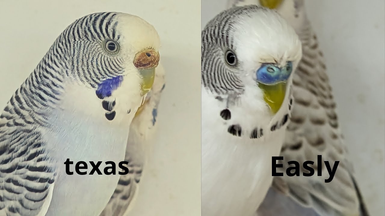 Como identificar Texas y easlys.            bonustrack:Los texlys