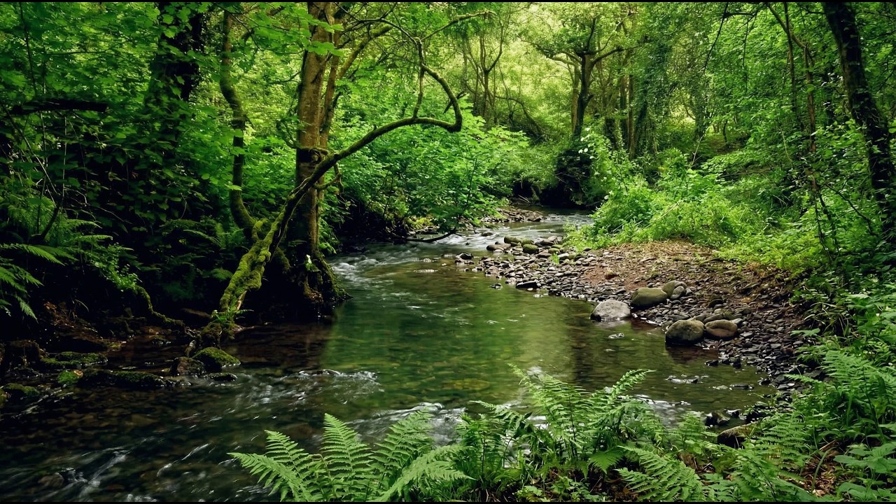 Tranquil Bubbling Creek in a Lush Green Forest | 3 Hours of Nature Sounds for Deep Relaxation