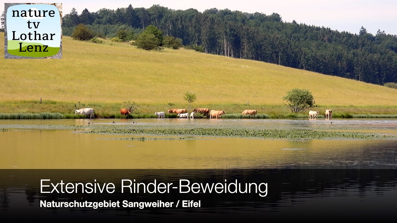 Extensive Rinder-Beweidung. Naturschutzgebiet Sangweiher, Eifel