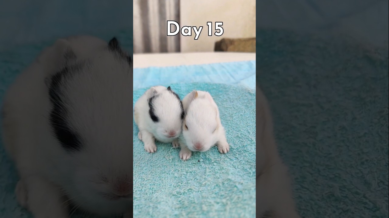 Rabbit Growth - Baby Animals 1 To 30 Days