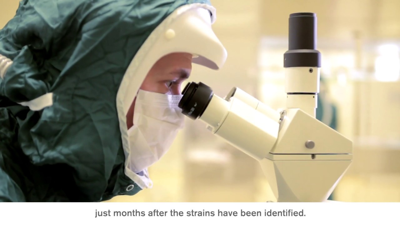 How are eggs used to make flu vaccines?