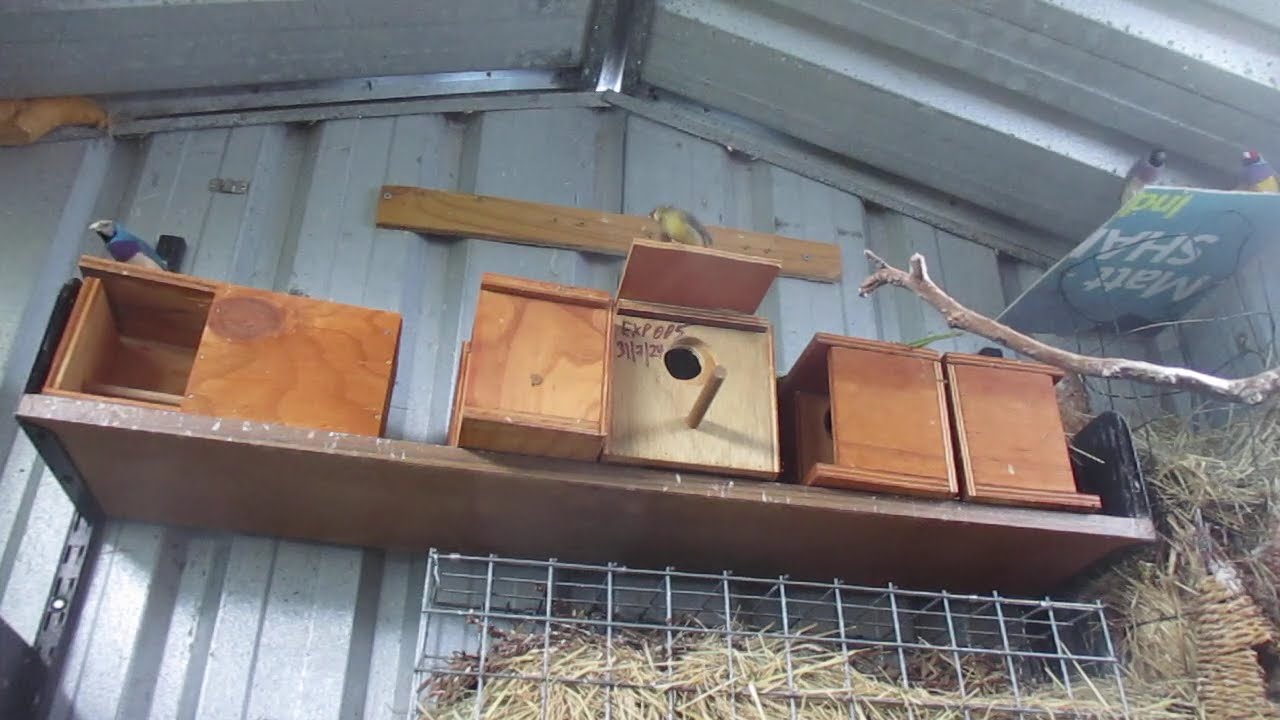 Nest One had a peek some Blue & Split to Blue Gouldians.
