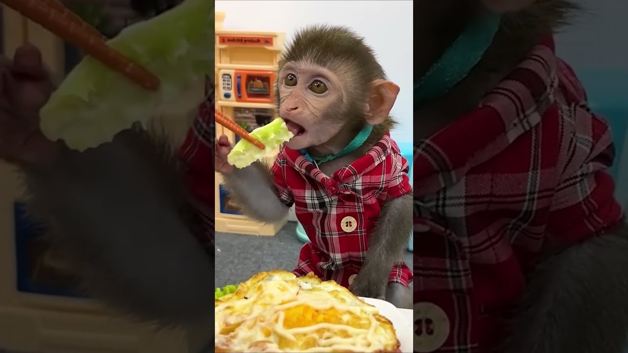 Baby monkey fried eggs very delicious #monkey