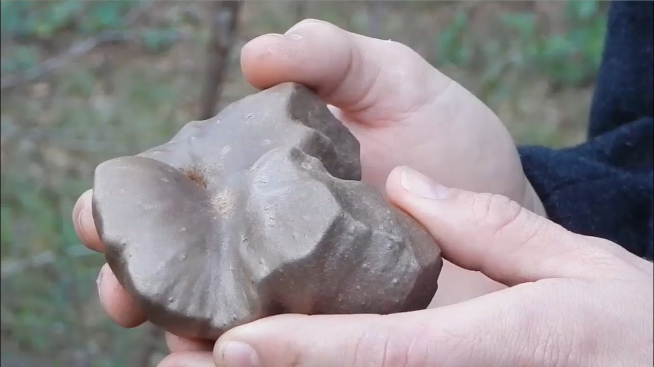 Air Potato Edible Dioscorea bulbifera!