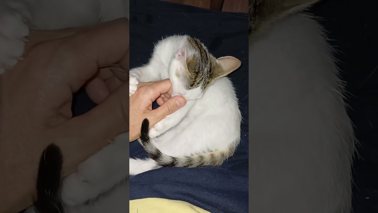 PAMUK KIZIMIN DÜNDEN BUGÜNE BÜYÜYÜŞÜ 
