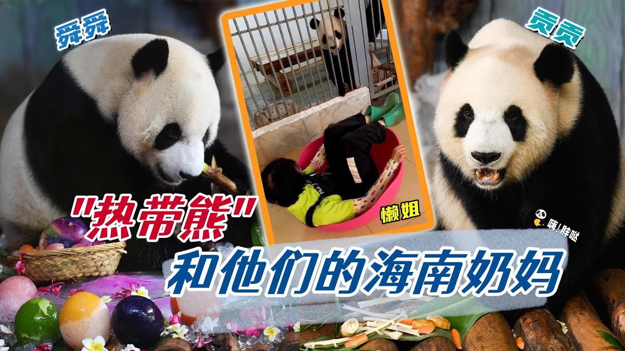 “热带熊”贡贡和舜舜和他们的海南奶妈“懒姐”的治愈故事：溺爱奶妈宠上天，贡贡舜舜成“海野恶少”