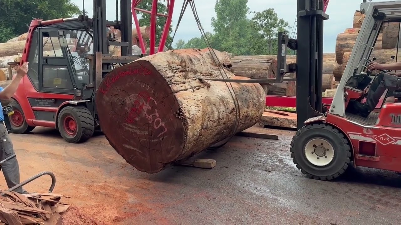 Rare Sapele figure log