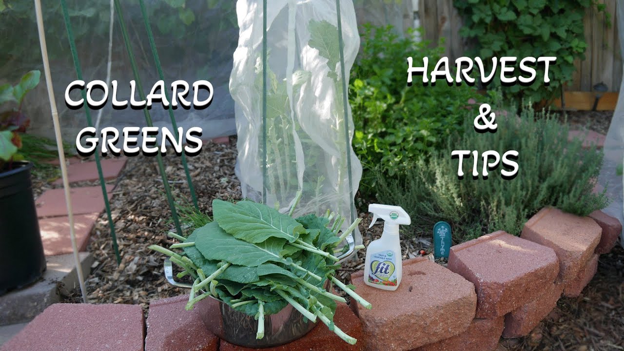 My Third Harvest From 2ft Tall Georgia Southern Collards Greens!