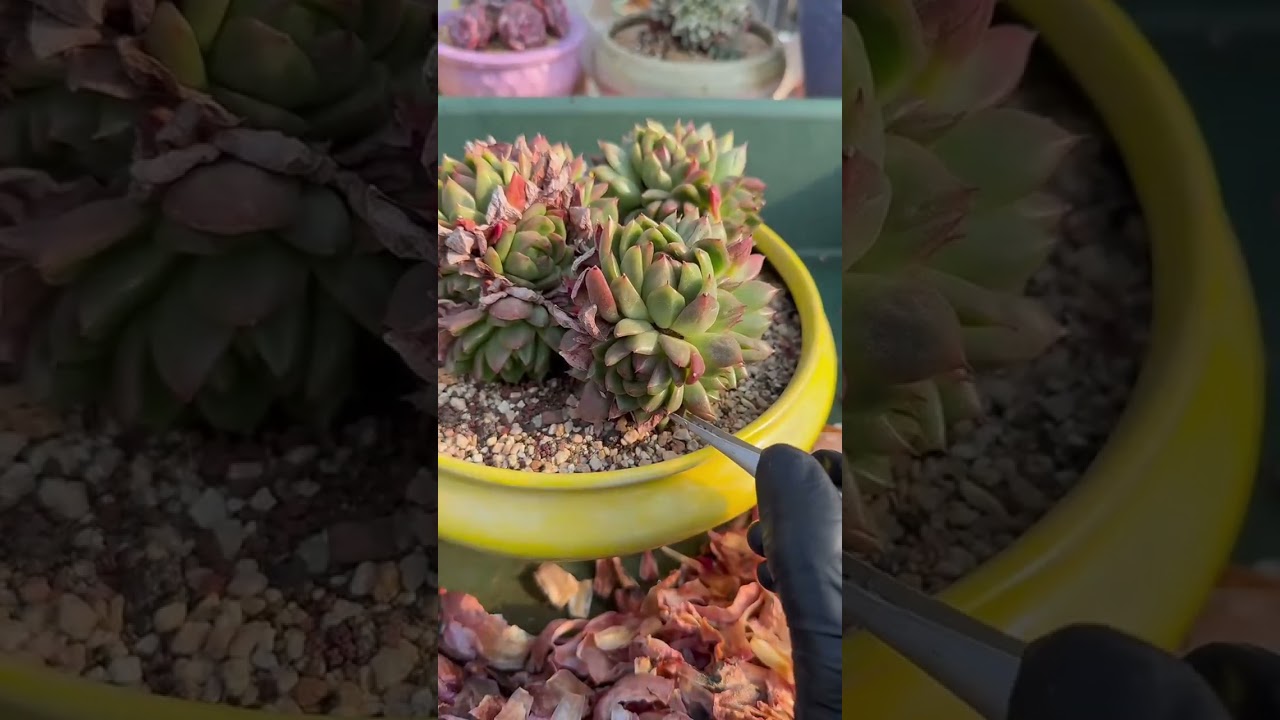 The Secret to Happy Succulents 🌿 Simple Care Tips for Long Lasting Plants