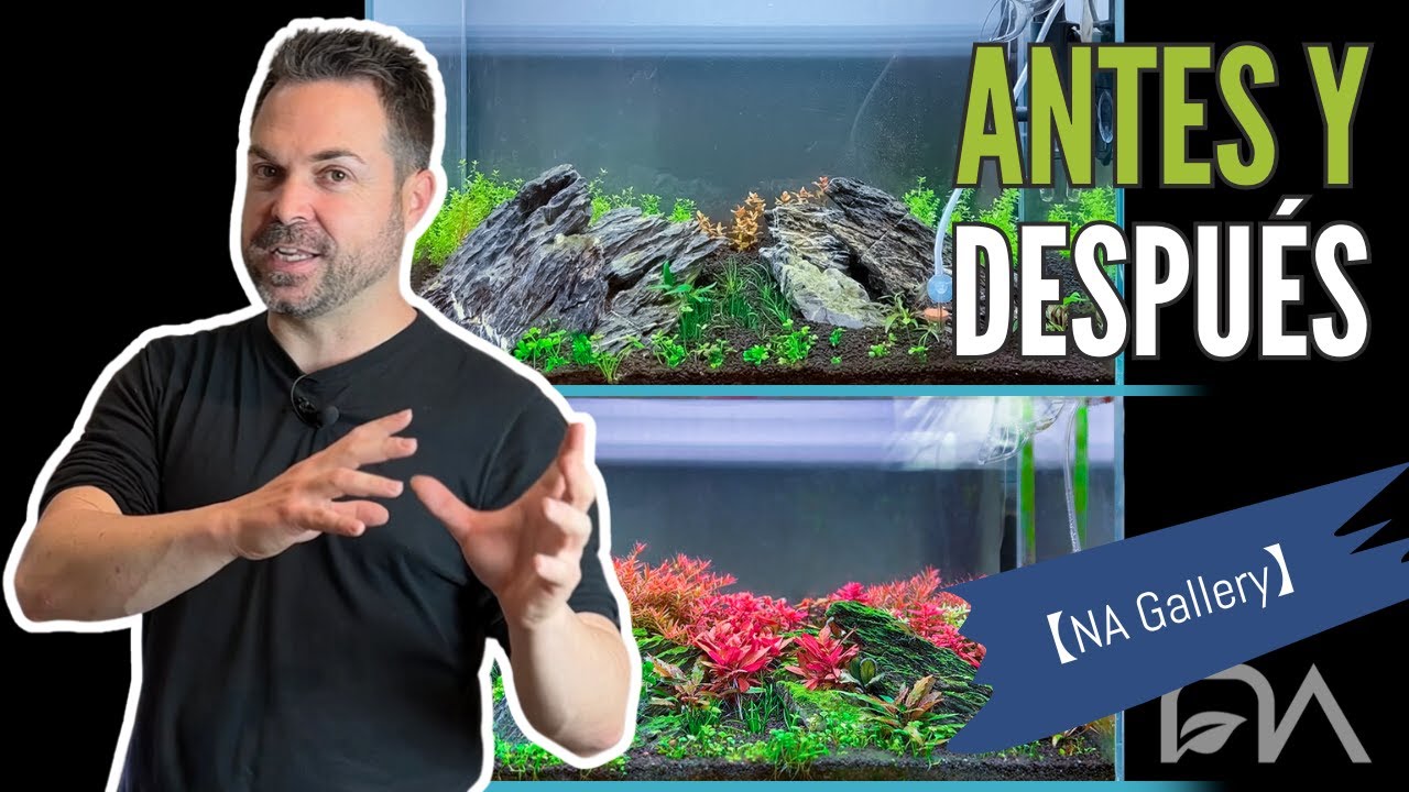 La evolución de un 60P | Transforma tu ACUARIO PLANTADO ►