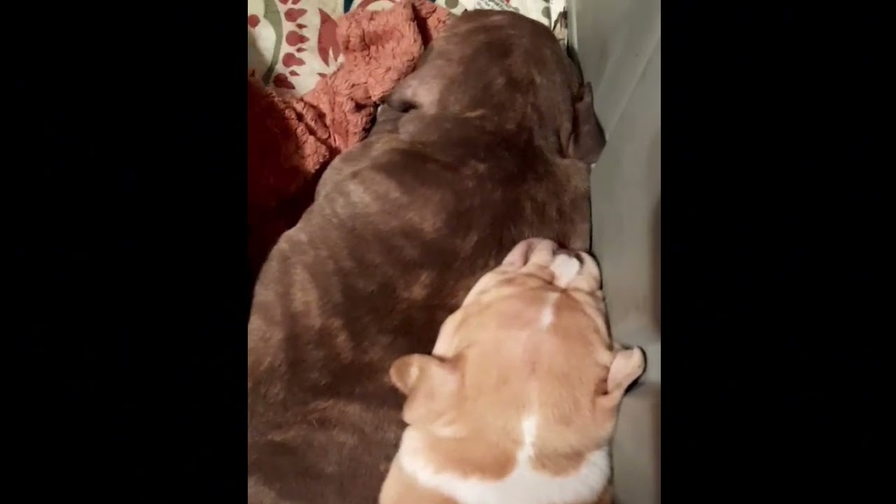 They can't  I can't  We can't 