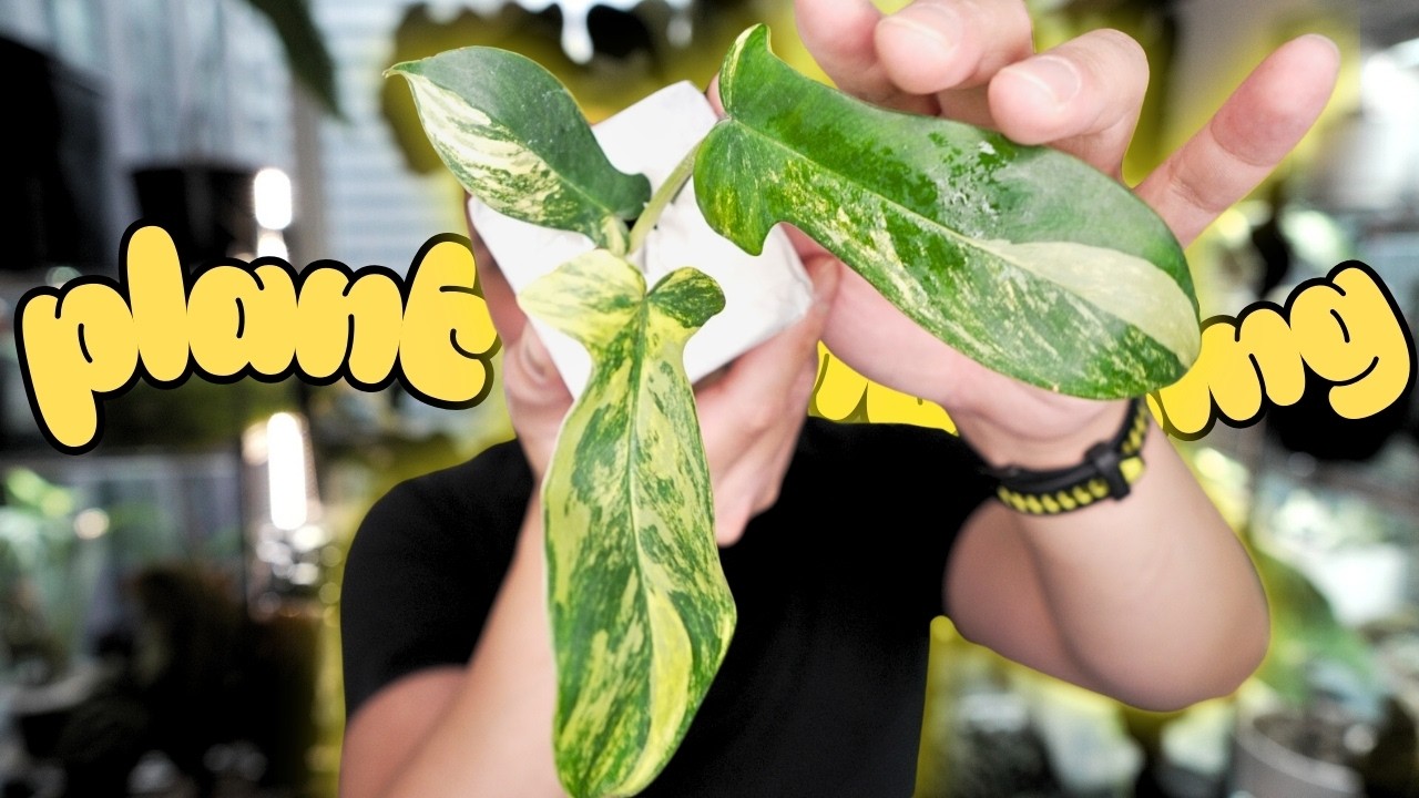 😮 look at the plants i got 🌱 philodendron, scindapsus, syngonium