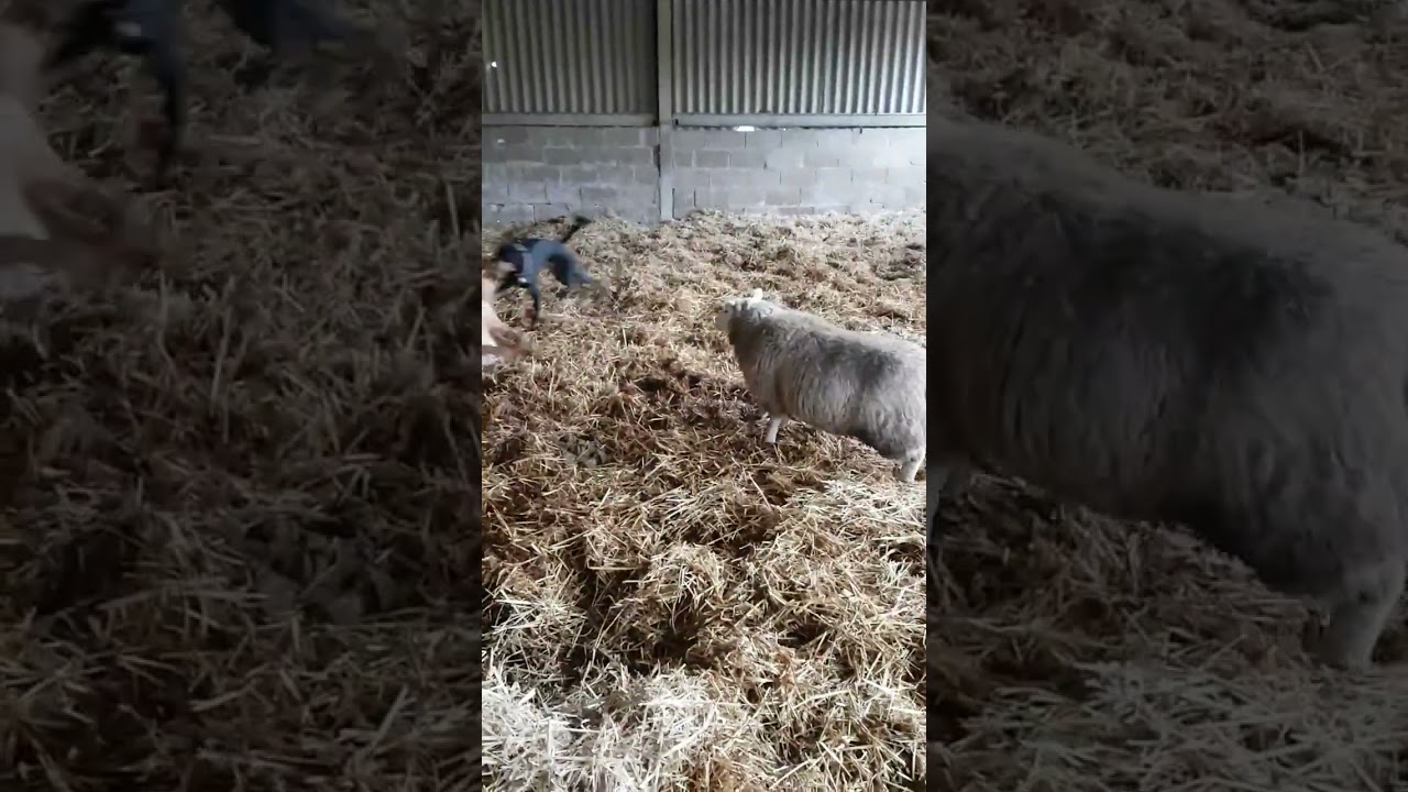 pet sheep chasing dogs at playtime