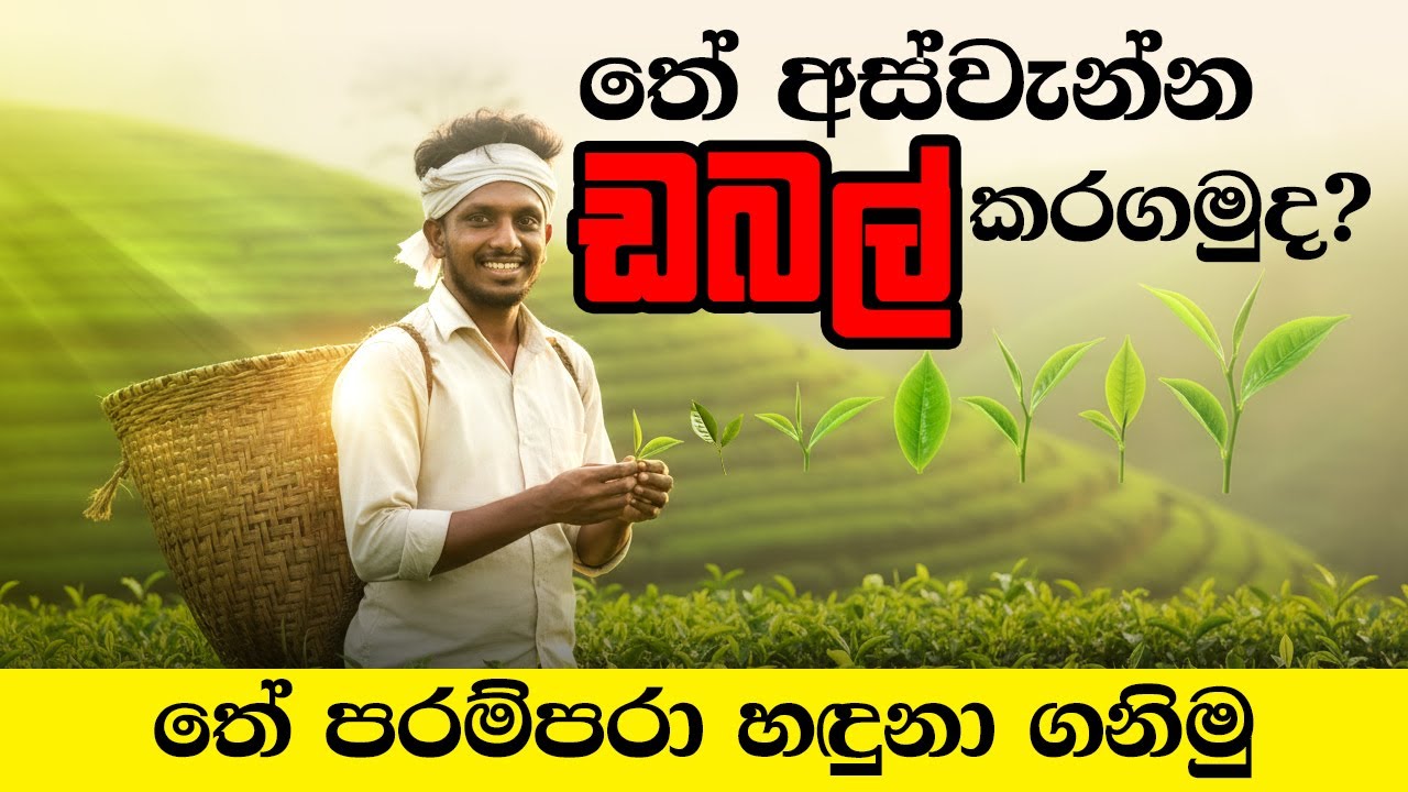 තේ අස්වැන්න වැඩිකරන රහස Identify Tea Generations සතියෙන් සතියට දළු කඩන්න තේ ගහේ දළු ඇදෙනවද #sinhala