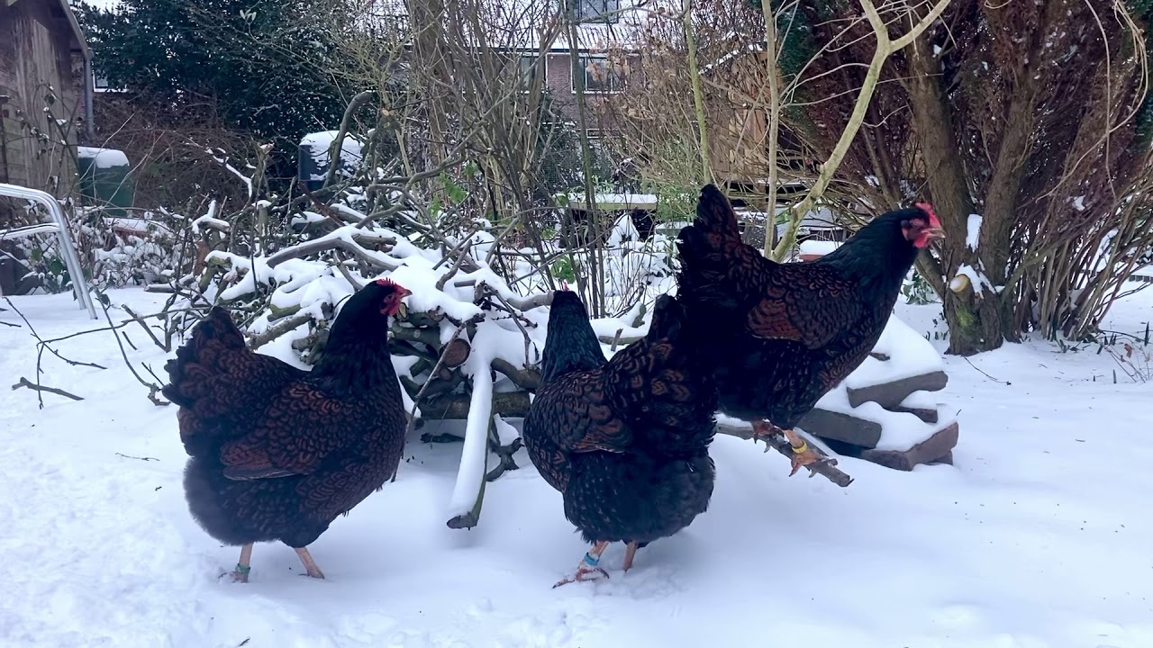 Barnevelder kippen in de sneeuw.