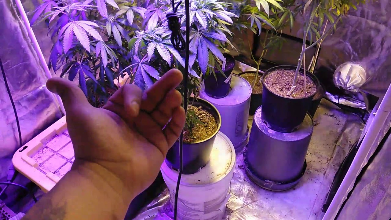 Harvest time Grease monkey and Dreaming OG and blue mystic