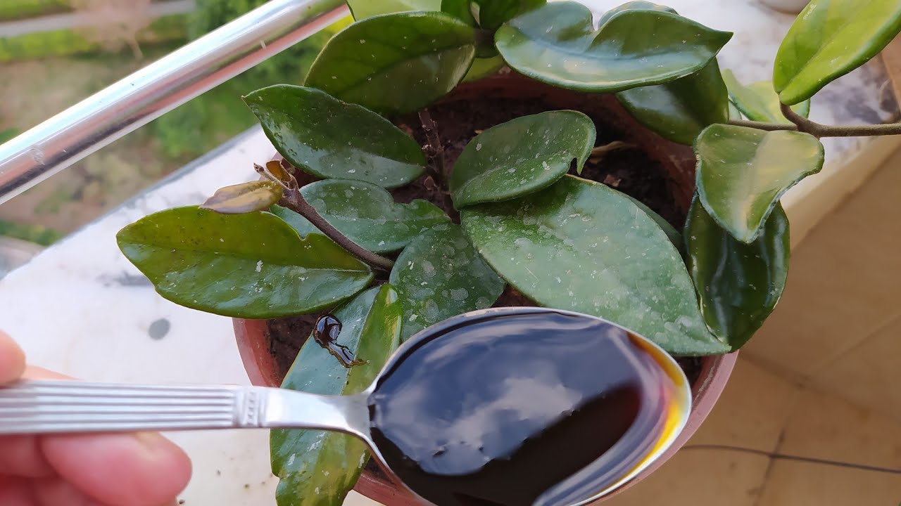 MUM (HOYA) ÇİÇEĞİNE BU KÜRÜ VERDİM CANLANDİKÇA CANLANDI YENİ GÜÇLÜ YAPRAKLAR VERDİ🧿🧿