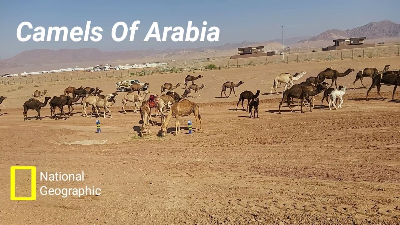The Camels of Saudi Arabia