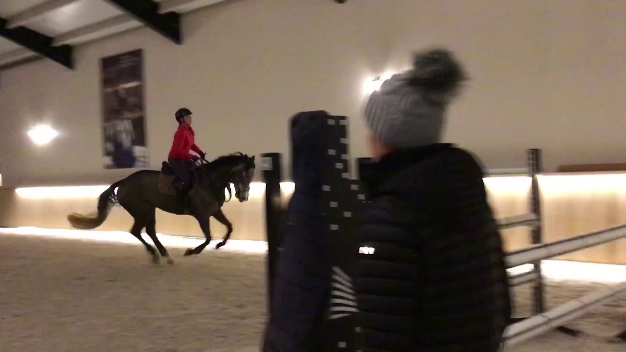 Lillyfee van’t Hofterrijckel ( Levisto Alpha Z x Randel Z ) mare 2014