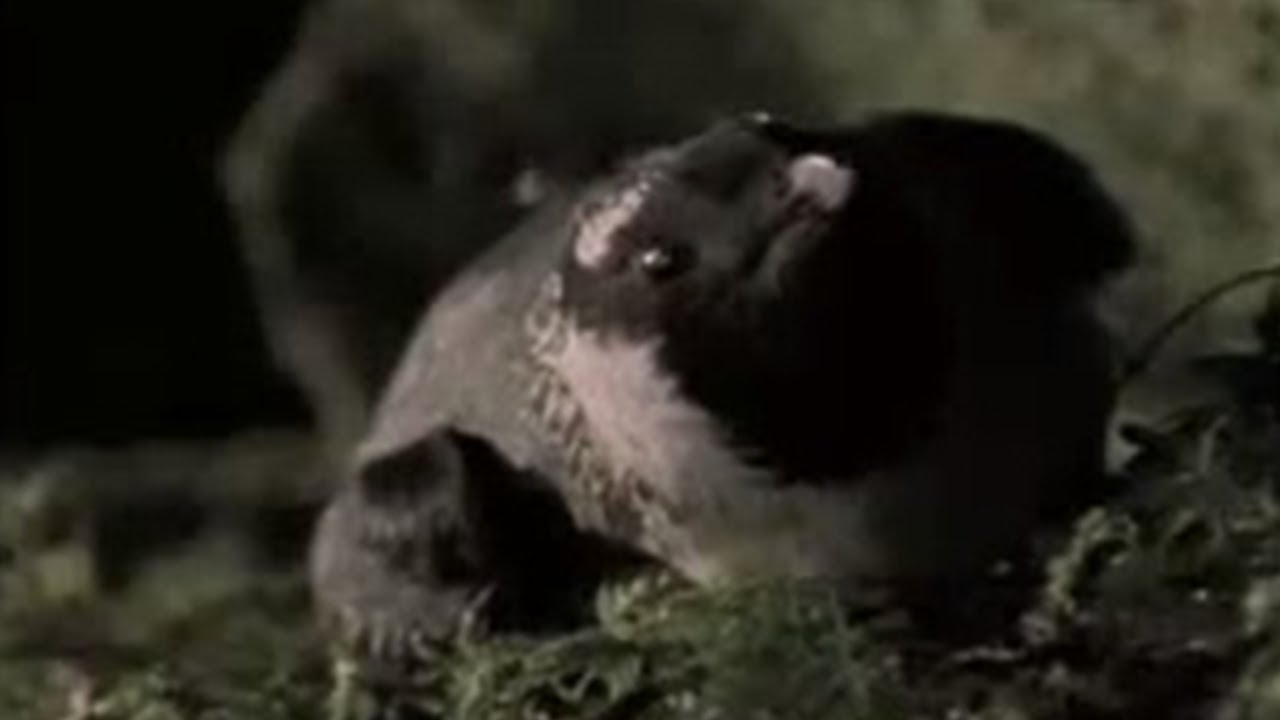 Murrelet Chicks | Cute Baby Animals with David Attenborough | BBC Studios
