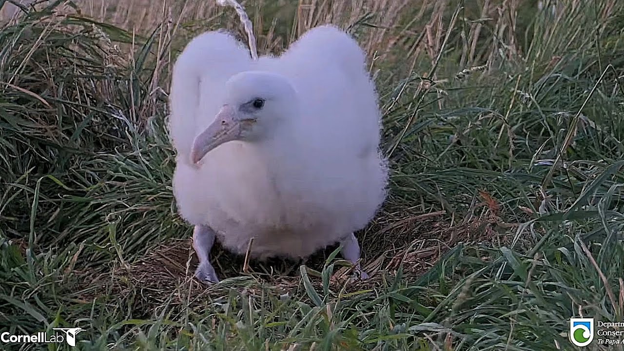 Royal Albatross - Little Plateau chick in his evening routine - preening - stretching - poop shot 💩