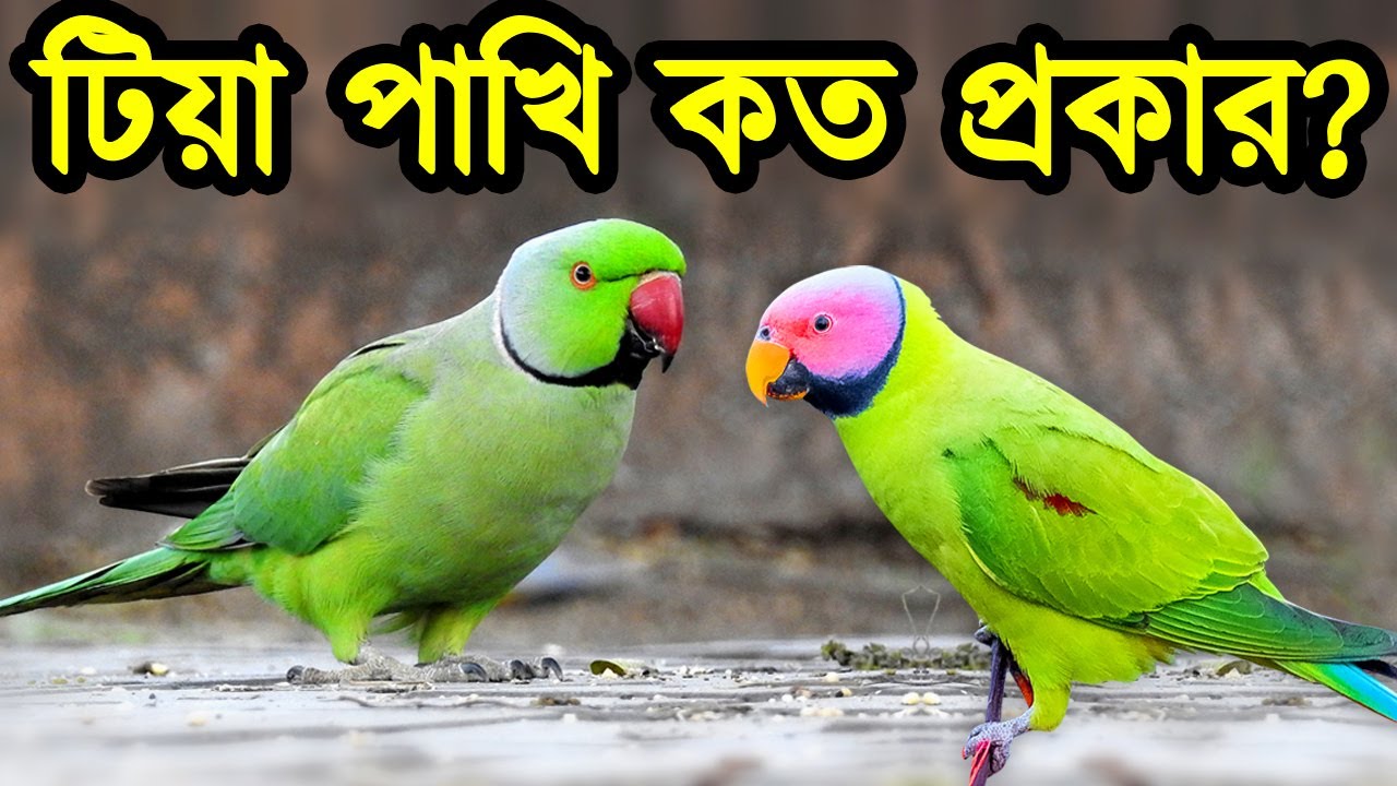 কথা বলা টিয়া পাখি কত প্রকার | সবথেকে সুন্দর ৬ পাখি | Most Beautiful Parrots Birds in the World