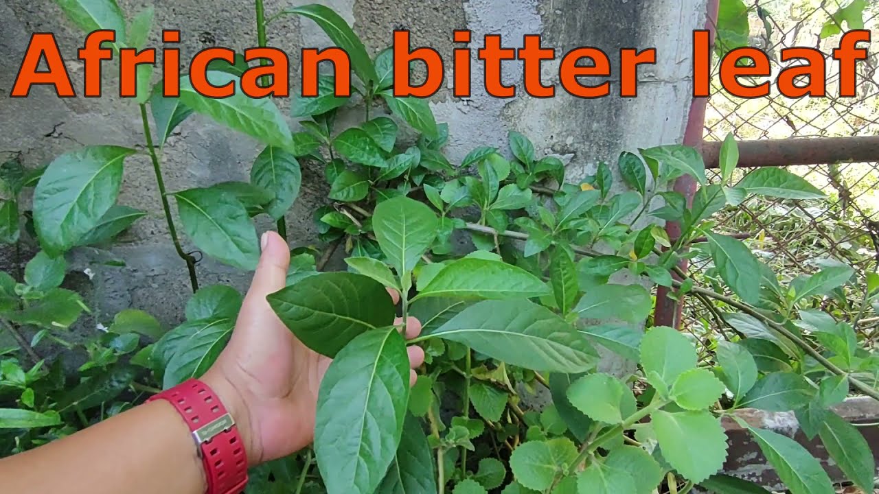 African Bitter Leaf (Culinary and Medicinal Herb) - Kilalanin, Paano alagaan at Paramihin.