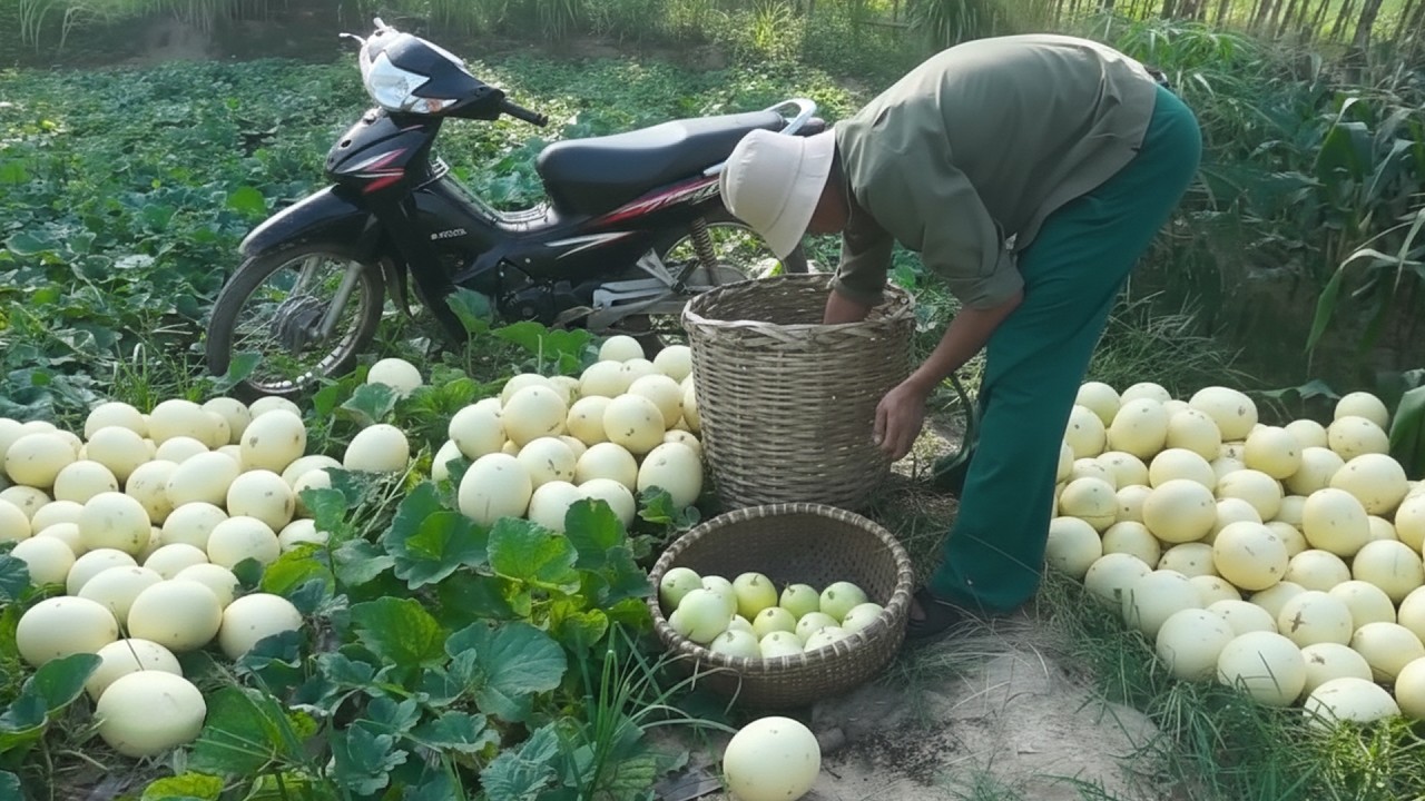 Sweet Garden Melon Harvest and a Successful Day at the Village Market