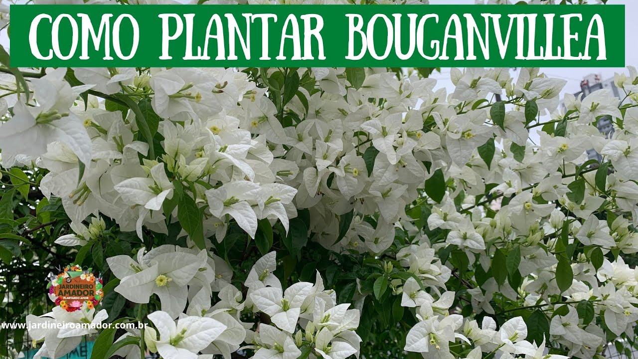 Primavera ou Bougainvíllea em Vasos | Dicas de Cultivo
