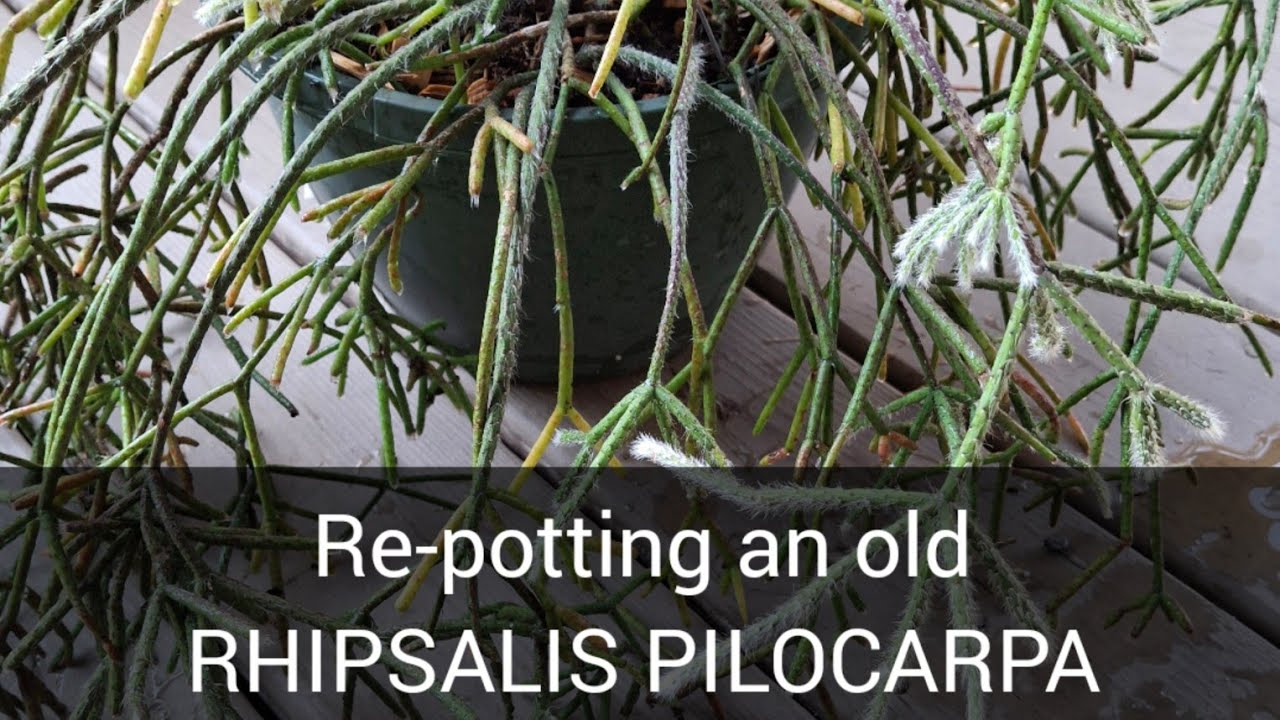 Re-Potting an old Rhipsalis Pilocarpa!