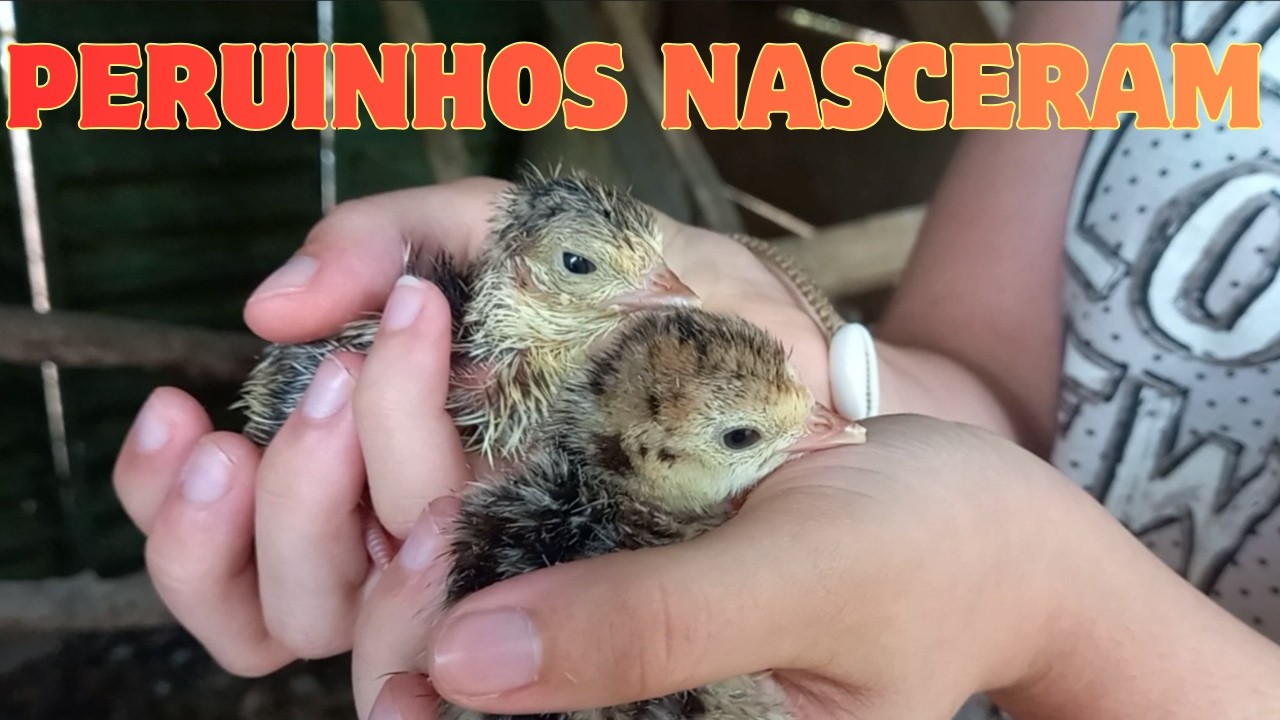 Nasceram nossos peruinhos!
