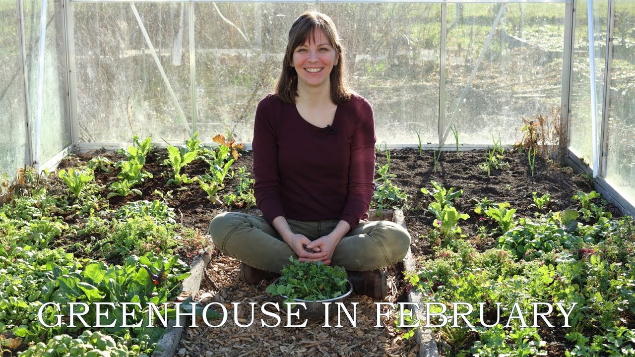 Greenhouse in February/ harvesting hardy greens