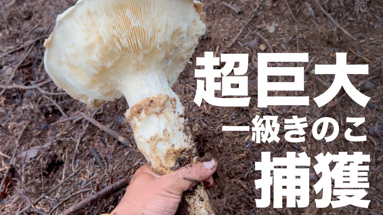 菌界最大級のキノコに会う
