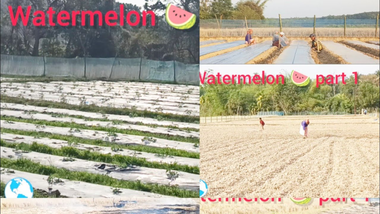 Watermelon 🍉 products//Joy gobin para//Khumulwng//West Tripura//2026