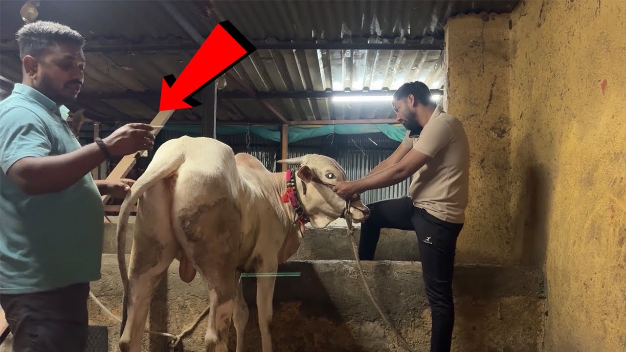 भीमा चा ताप वाढला | #khillar #khillarcow 