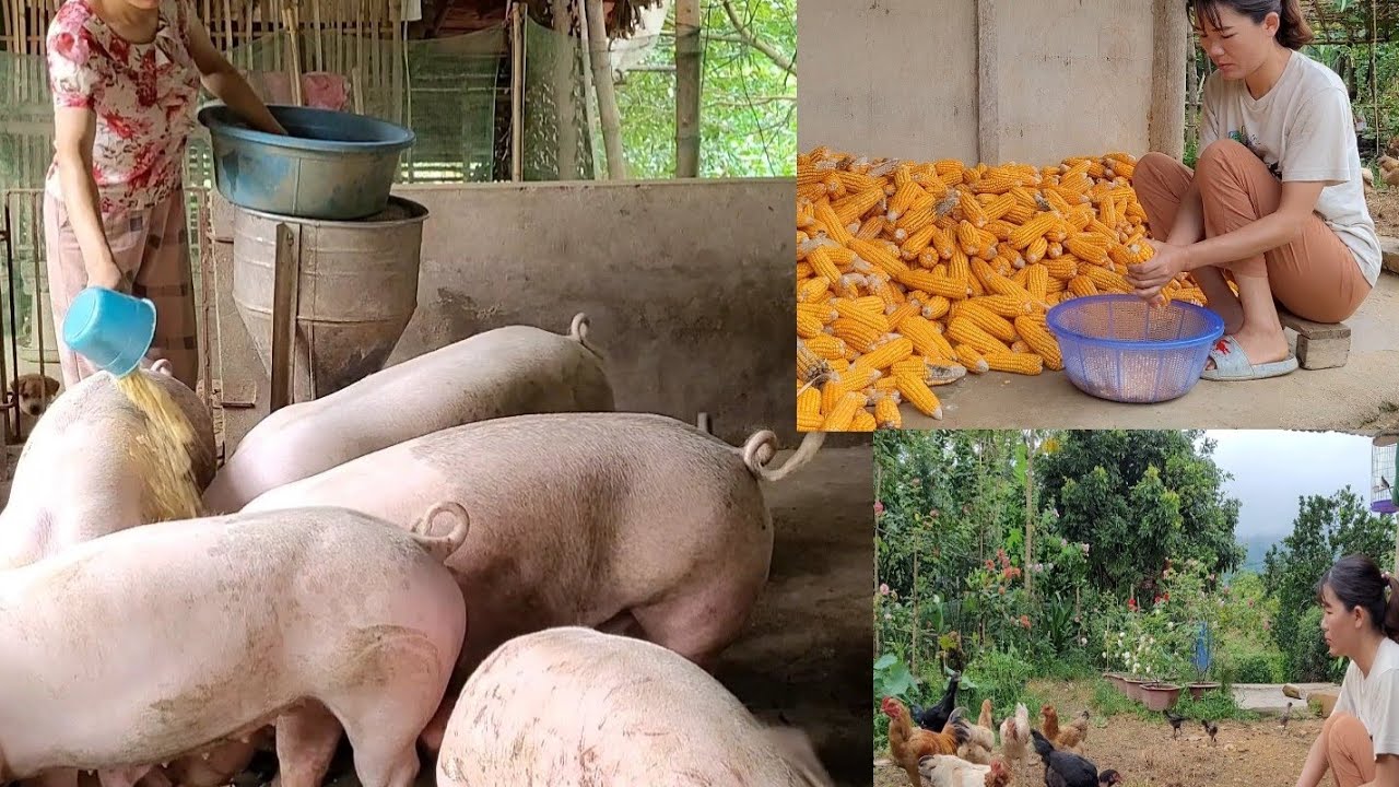 Corn production.  It is an indispensable feed in raising pigs and chickens.  (Episode 45).