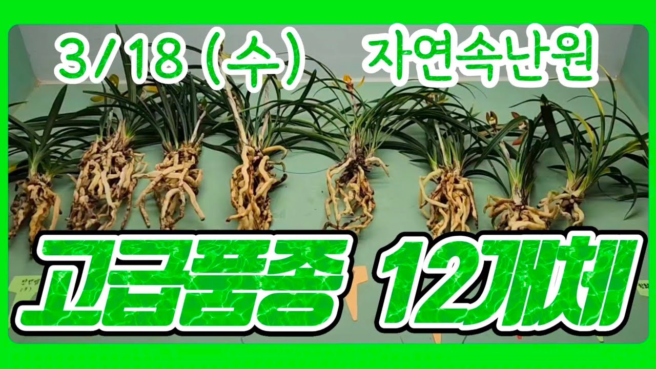 [3월 18일] 질부금, 서산반, 장단엽, 주금보, 두화, 침묵, 주금화, 홍화, 호피반, 명금보, 산반 올려봅니다.