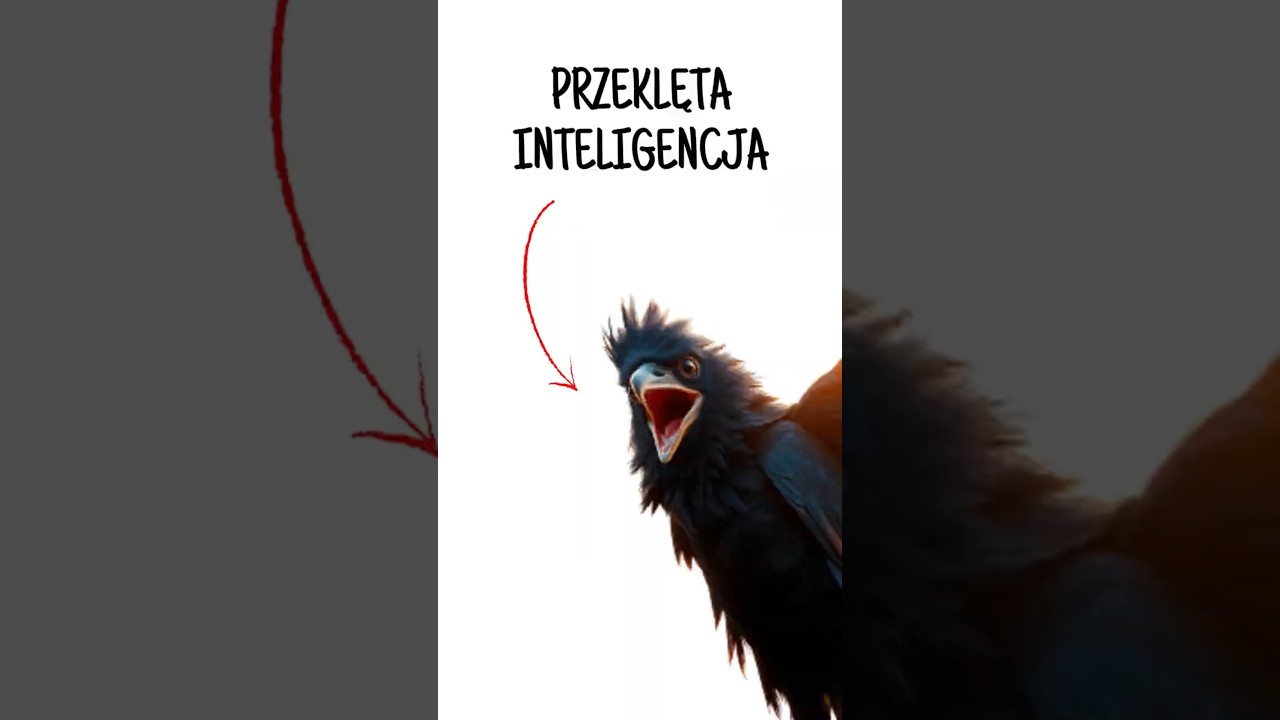 Dlaczego bycie KRUKIEM jest beznadziejne.