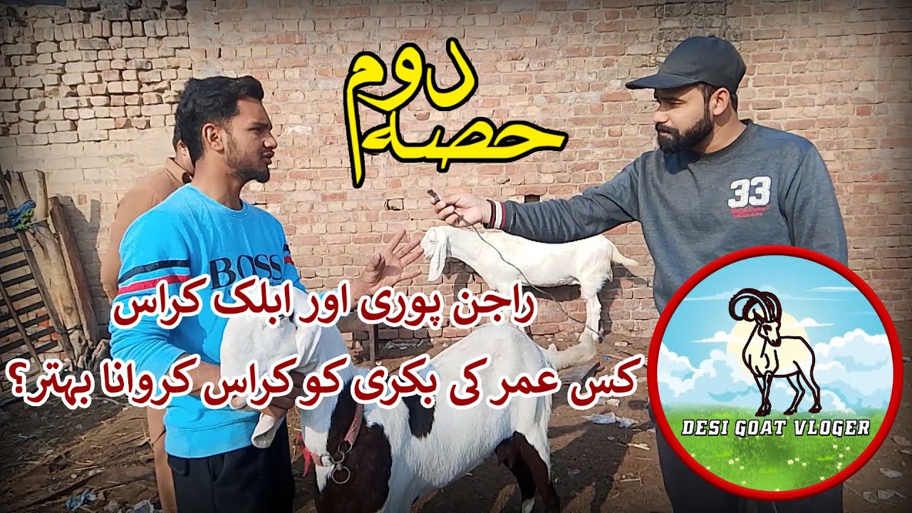 Rajanpuri Ablak Cross (Bakri Part 2) Goats