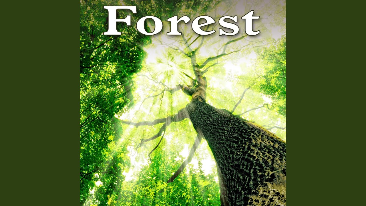 Relaxing Early Forest Morning Ambience