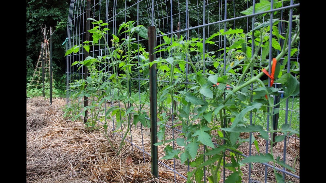 June Tomato Plants Tour-Pruning, Trellising, Container Dwarf Tomatoes, And More