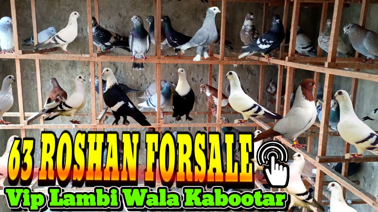 Roshana Jangla Kabootar ForSale | Vip 63 Kabootaro Ka Lajawab Set Munasib Rates Ma #pigeonsale