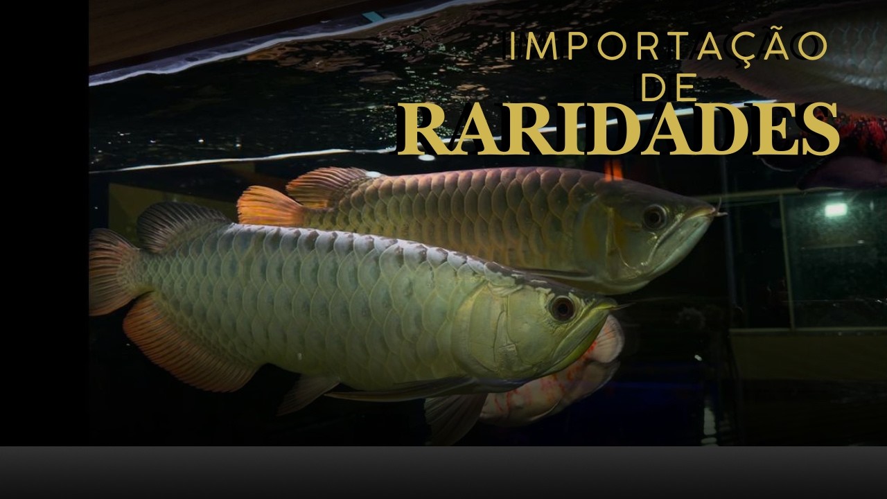 A IMPORTAÇÃO DOS PEIXES ESPECIAIS DO AQUARISMO!