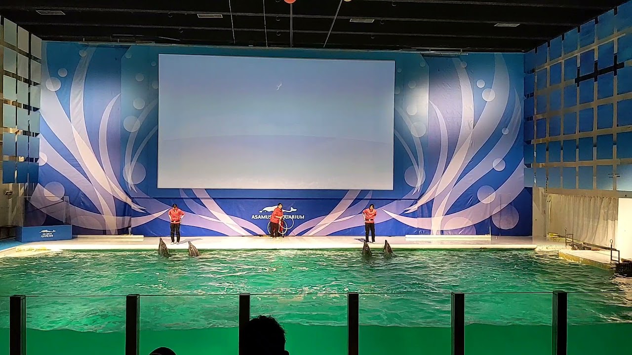 浅虫水族館イルカショー　こうちゃん