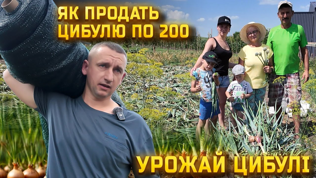 🇺🇦БІЗНЕС НА ЦИБУЛІ!  Рентабельність 1300% Збір врожаю і секрети заробітку на цибулі! 