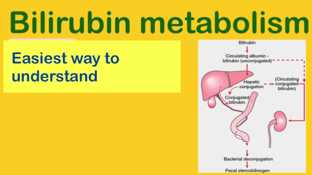 Bilirubin Metabolism/easy to understand/stercobilinogen