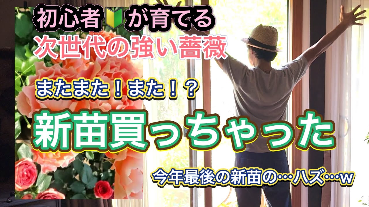 【次世代の強い薔薇】またまた、また！？バラの新苗お迎えしました🌹|アプリコットシフォン|コルデス|バラ庭|初心者向けのバラ|
